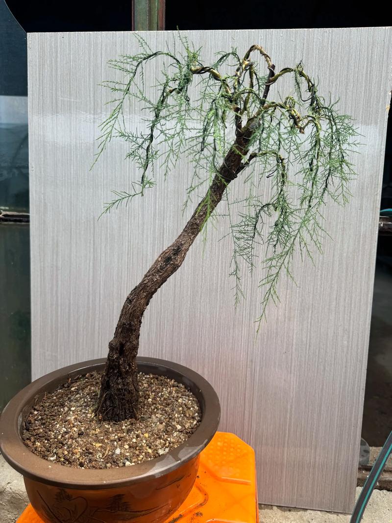 柽柳的养殖方法和注意事项，柽柳盆景怎么养殖方法-第1张图片-优品飞百科