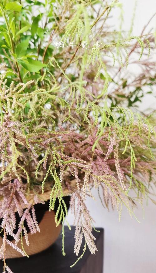 柽柳的养殖方法和注意事项，柽柳盆景怎么养殖方法-第2张图片-优品飞百科