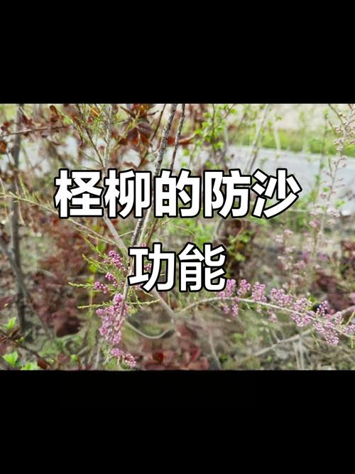 柽柳的养殖方法和注意事项，柽柳盆景怎么养殖方法-第3张图片-优品飞百科