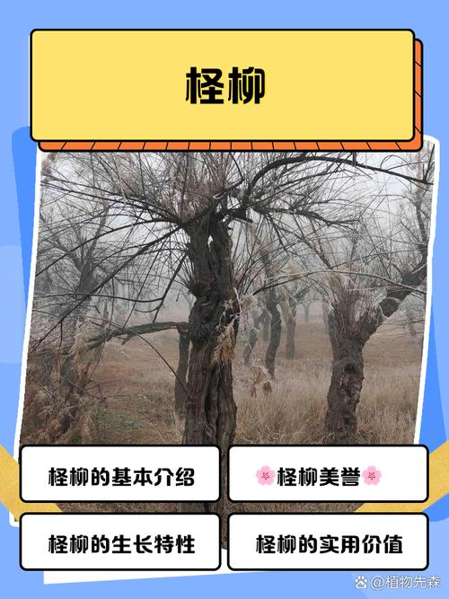 柽柳的养殖方法和注意事项，柽柳盆景怎么养殖方法-第4张图片-优品飞百科