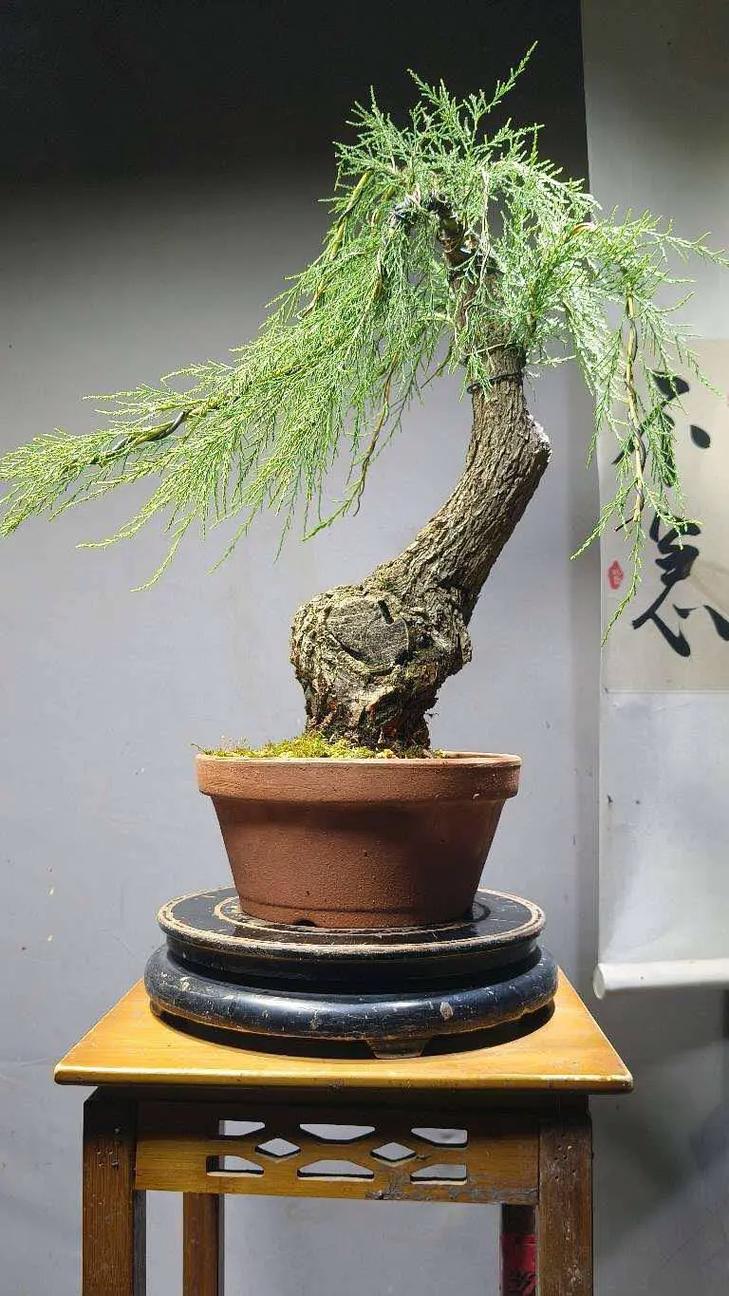 柽柳的养殖方法和注意事项，柽柳盆景怎么养殖方法-第5张图片-优品飞百科