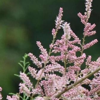 柽柳的养殖方法和注意事项，柽柳盆景怎么养殖方法-第6张图片-优品飞百科