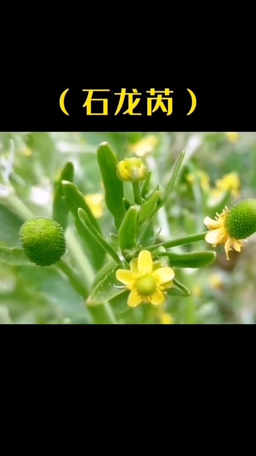 石龙芮的功效与作用，石龙芮性味归经？-第1张图片-优品飞百科