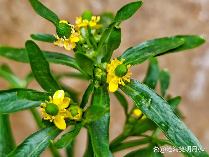 石龙芮的功效与作用，石龙芮性味归经？-第2张图片-优品飞百科
