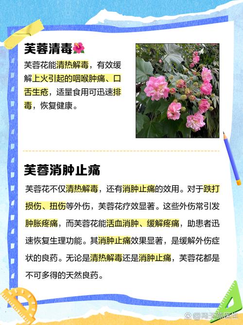 芙蓉花的花语是什么，芙蓉花有什么用处?？-第2张图片-优品飞百科