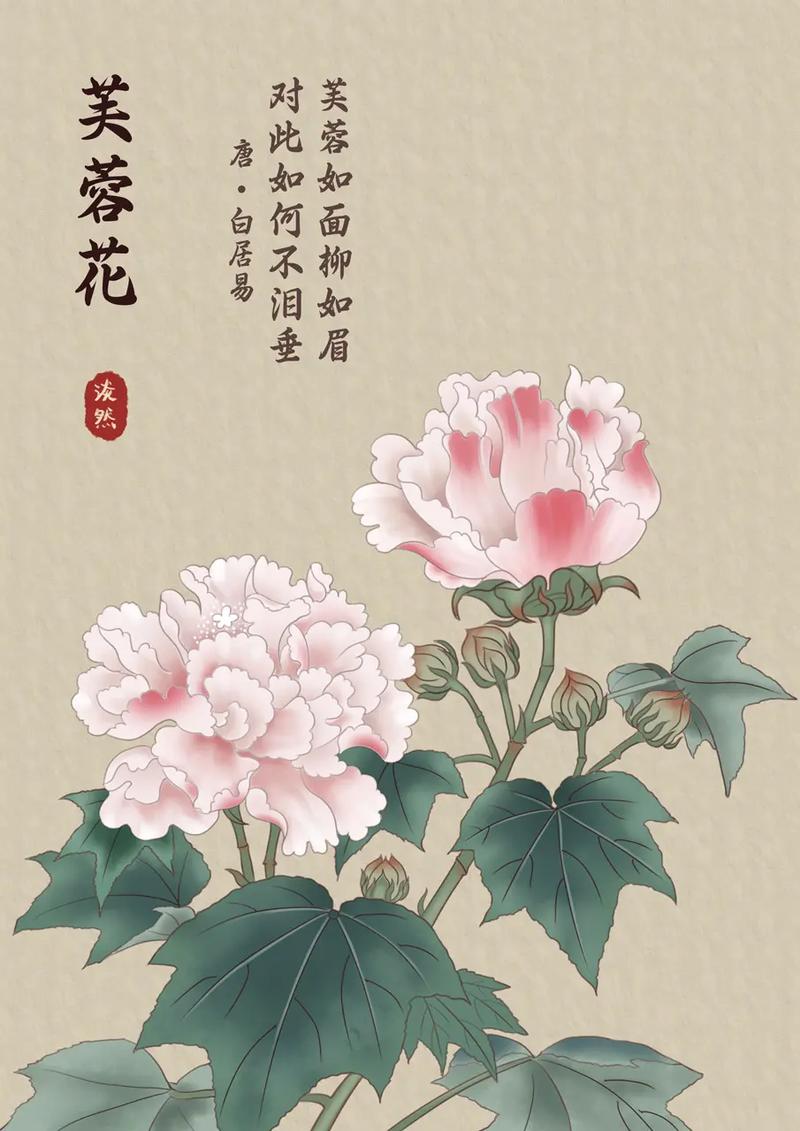 芙蓉花的花语是什么，芙蓉花有什么用处?？-第3张图片-优品飞百科