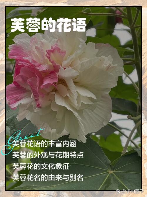 芙蓉花的花语是什么，芙蓉花有什么用处?？-第4张图片-优品飞百科