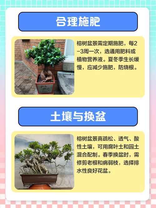 盆景榕树的养殖方法和注意事项，盆景榕树的养殖方法和注意事项图片-第1张图片-优品飞百科