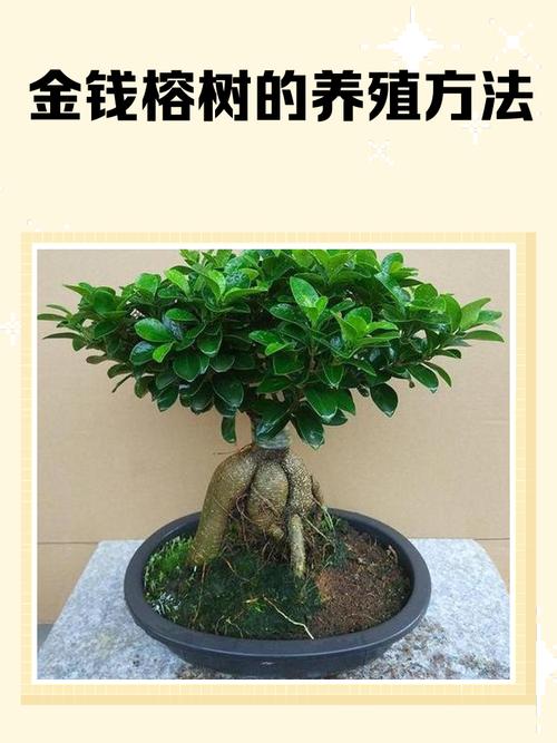 盆景榕树的养殖方法和注意事项，盆景榕树的养殖方法和注意事项图片-第2张图片-优品飞百科