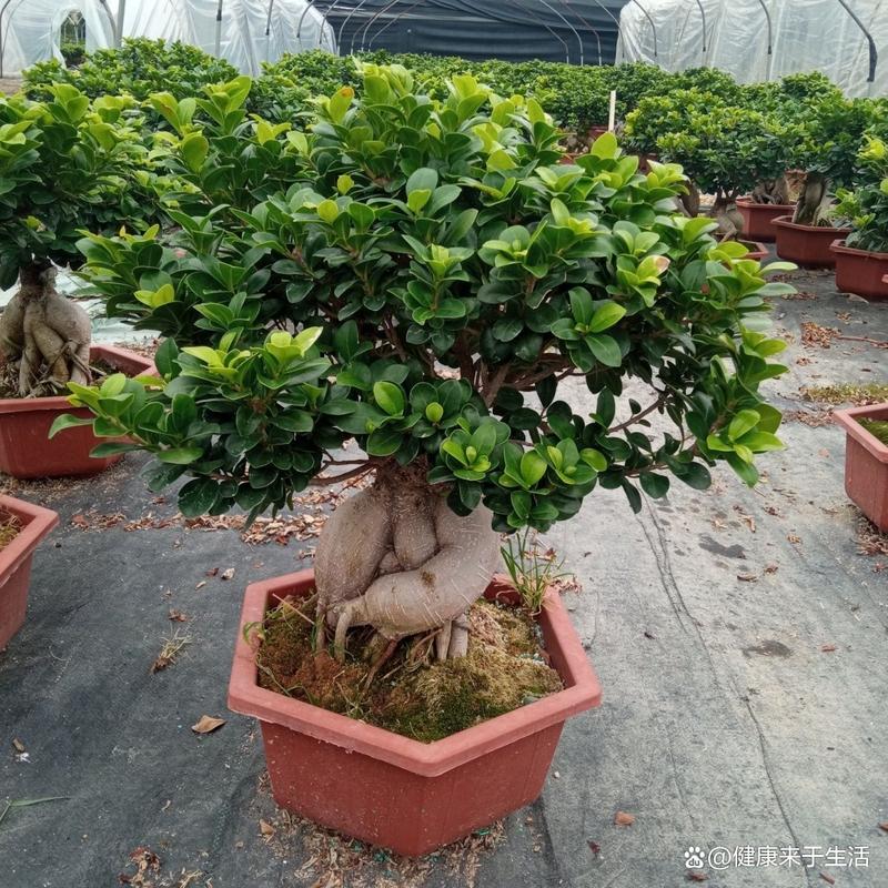 盆景榕树的养殖方法和注意事项，盆景榕树的养殖方法和注意事项图片-第3张图片-优品飞百科