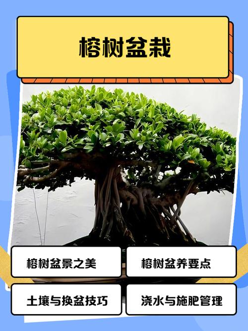 盆景榕树的养殖方法和注意事项，盆景榕树的养殖方法和注意事项图片-第4张图片-优品飞百科
