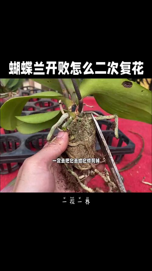 兰花什么时候开花，兰花几月开花？请问兰花几月份开花？