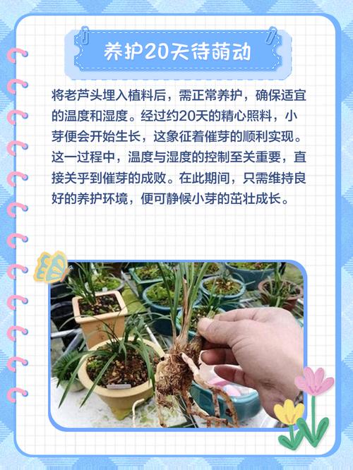 兰花什么时候开花，兰花几月开花？请问兰花几月份开花？-第3张图片-优品飞百科