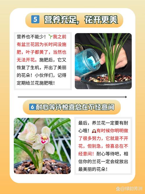 兰花什么时候开花，兰花几月开花？请问兰花几月份开花？-第5张图片-优品飞百科