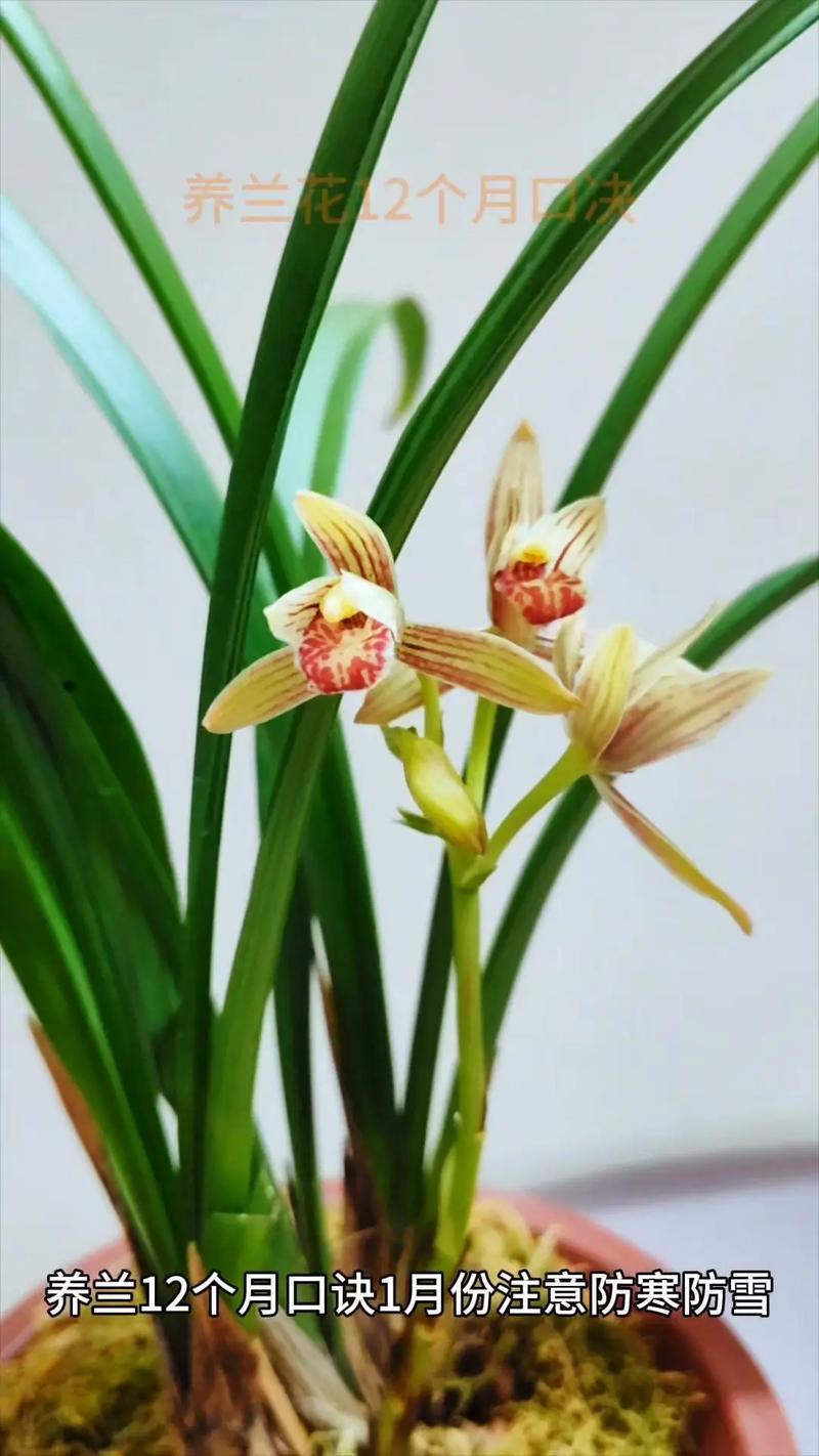 兰花什么时候开花，兰花几月开花？请问兰花几月份开花？-第6张图片-优品飞百科