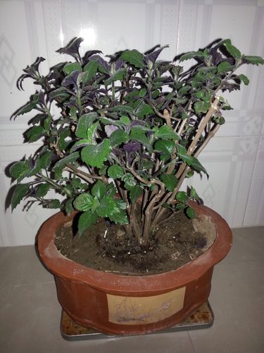 红背桂的价值，红背桂是草本还是木本植物？-第1张图片-优品飞百科