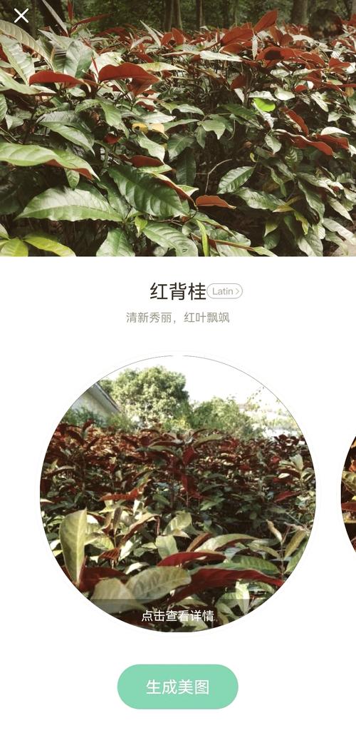 红背桂的价值，红背桂是草本还是木本植物？-第2张图片-优品飞百科