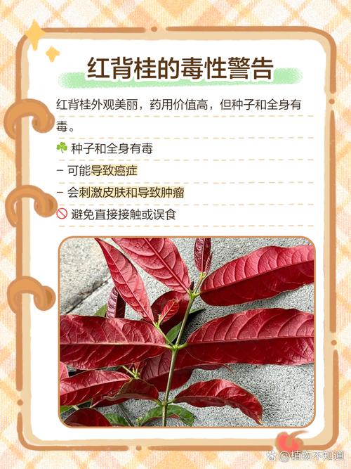 红背桂的价值，红背桂是草本还是木本植物？-第3张图片-优品飞百科