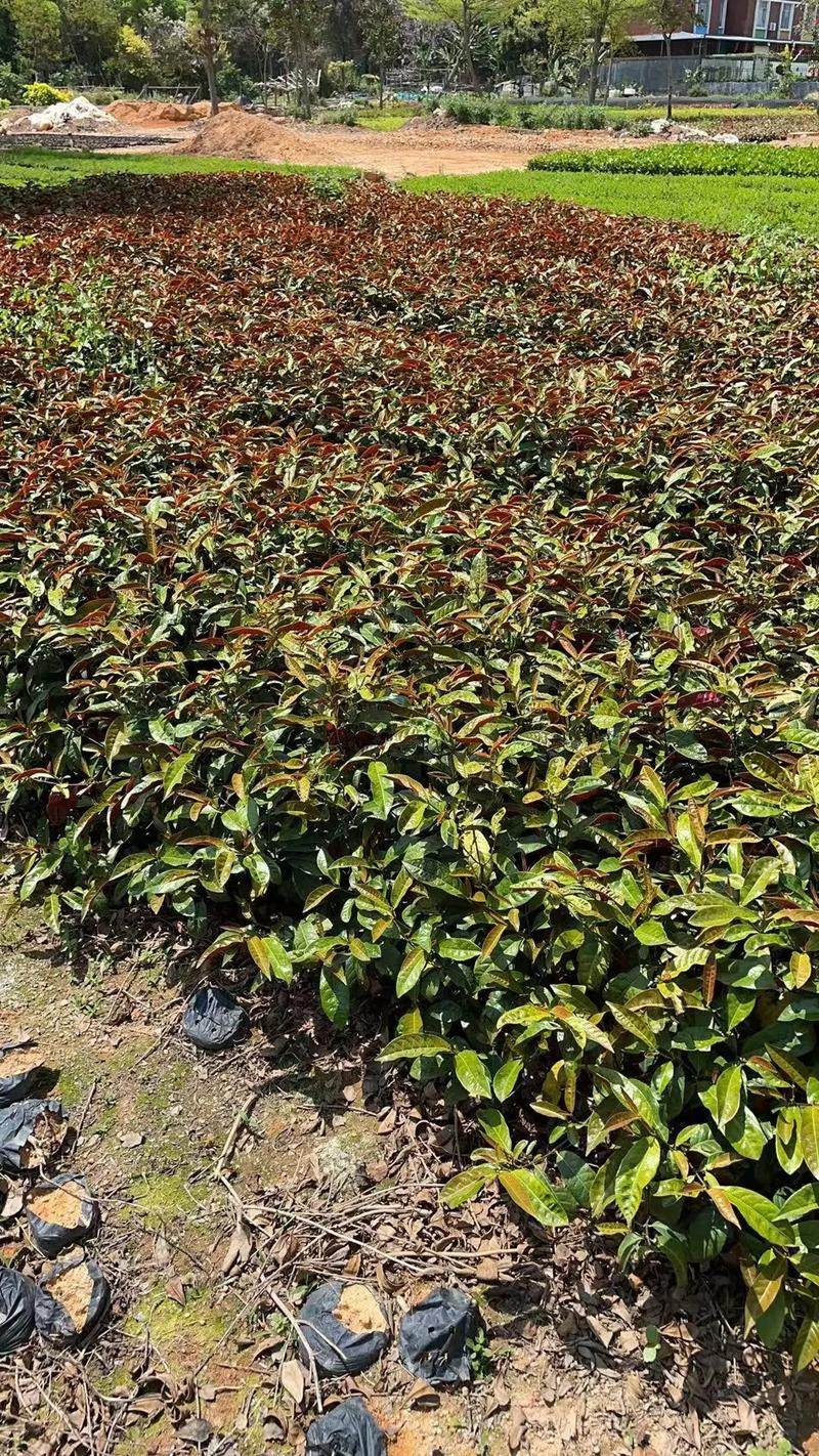 红背桂的价值，红背桂是草本还是木本植物？-第4张图片-优品飞百科