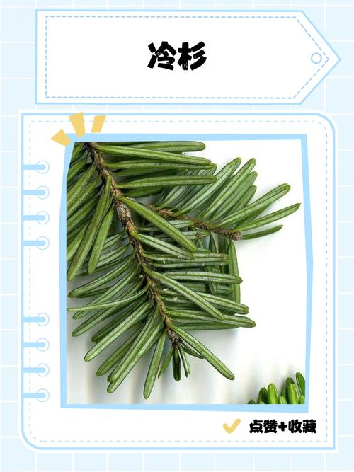 臭冷杉的功效与作用，臭冷杉有树脂道吗？-第1张图片-优品飞百科