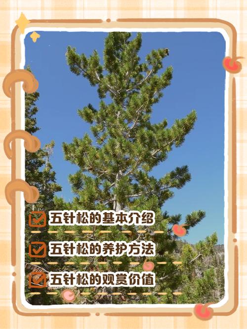 臭冷杉的功效与作用，臭冷杉有树脂道吗？-第2张图片-优品飞百科