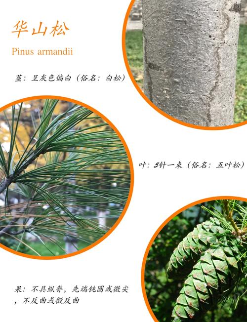 臭冷杉的功效与作用，臭冷杉有树脂道吗？-第3张图片-优品飞百科