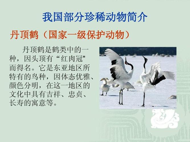 臭冷杉的功效与作用，臭冷杉有树脂道吗？-第4张图片-优品飞百科