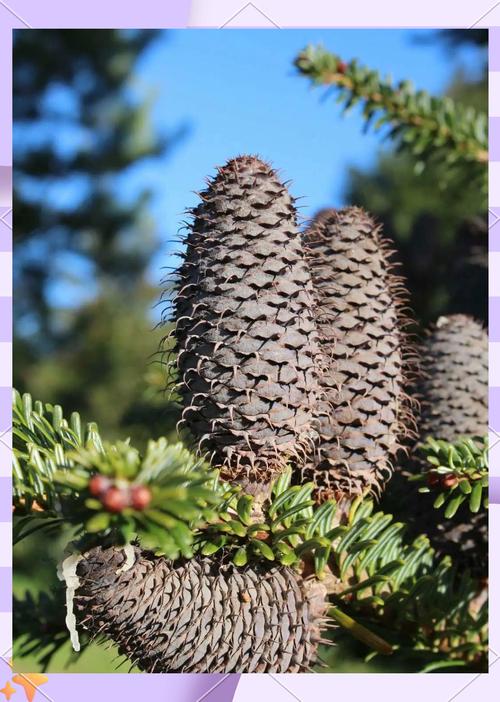 臭冷杉的功效与作用，臭冷杉有树脂道吗？-第5张图片-优品飞百科