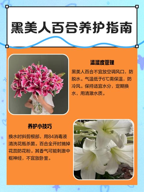 黑美人的养殖方法和注意事项，黑美人的养殖方法和注意事项是什么