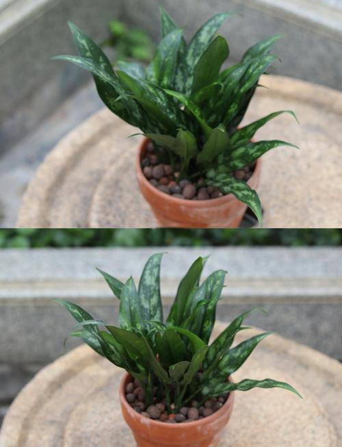 黑美人的养殖方法和注意事项，黑美人的养殖方法和注意事项是什么-第2张图片-优品飞百科