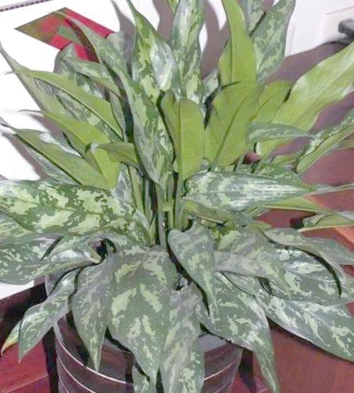 黑美人的养殖方法和注意事项，黑美人的养殖方法和注意事项是什么-第3张图片-优品飞百科