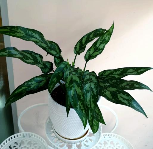 黑美人的养殖方法和注意事项，黑美人的养殖方法和注意事项是什么-第4张图片-优品飞百科