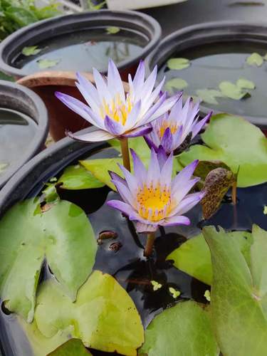 黑美人的养殖方法和注意事项，黑美人的养殖方法和注意事项是什么-第5张图片-优品飞百科