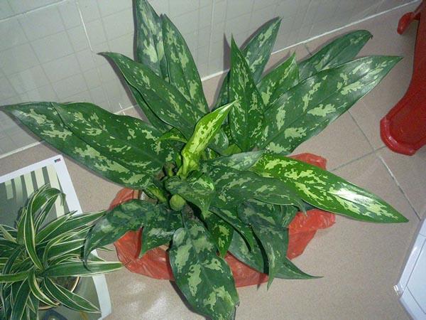 黑美人的养殖方法和注意事项，黑美人的养殖方法和注意事项是什么-第6张图片-优品飞百科