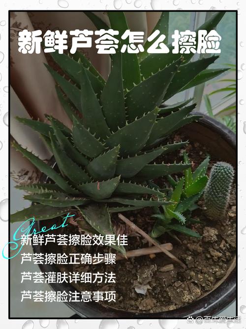 如何用芦荟做面膜,芦荟可以祛痘印吗,芦荟敷脸可以祛痘吗?-第4张图片-优品飞百科 如何用芦荟做面膜,芦荟可以祛痘印吗,芦荟敷脸可以祛痘吗?-第4张图片-优品飞百科