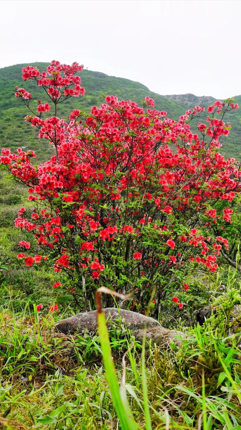 贺州适合养什么花，市花和市树是什么，广西贺州有什么做盆景的树种-第1张图片-优品飞百科