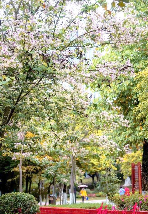 贺州适合养什么花，市花和市树是什么，广西贺州有什么做盆景的树种-第4张图片-优品飞百科