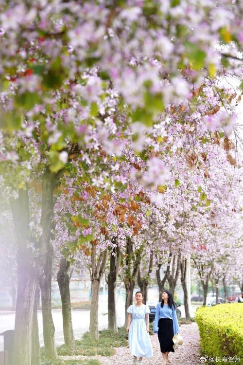 贺州适合养什么花，市花和市树是什么，广西贺州有什么做盆景的树种-第5张图片-优品飞百科