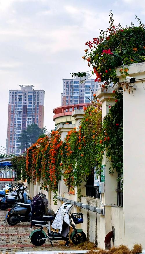 贺州适合养什么花，市花和市树是什么，广西贺州有什么做盆景的树种-第6张图片-优品飞百科