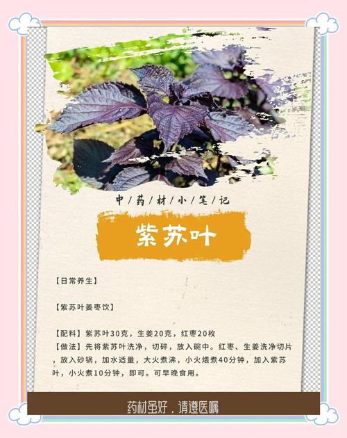 紫苏梗的功效与作用，紫苏叶的功效，紫苏梗的功效与作用性味归经？-第1张图片-优品飞百科