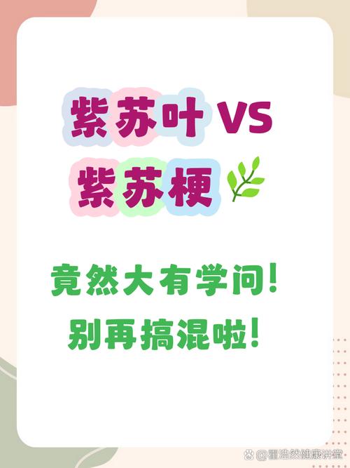 紫苏梗的功效与作用，紫苏叶的功效，紫苏梗的功效与作用性味归经？-第3张图片-优品飞百科