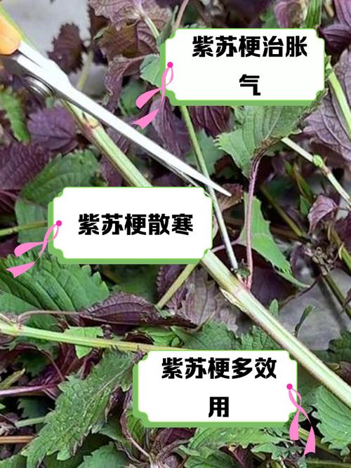 紫苏梗的功效与作用，紫苏叶的功效，紫苏梗的功效与作用性味归经？-第4张图片-优品飞百科