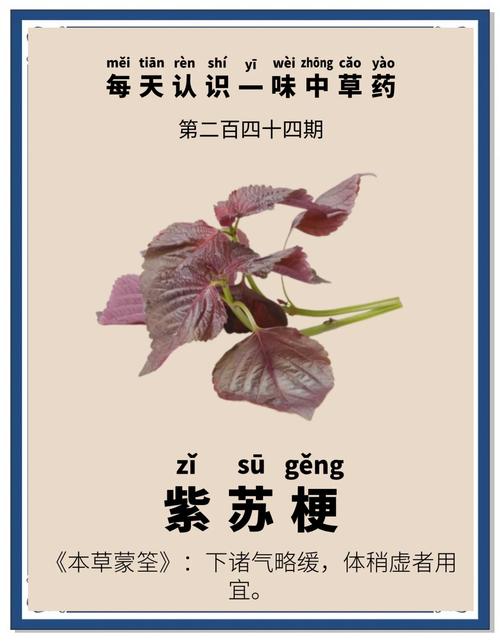 紫苏梗的功效与作用，紫苏叶的功效，紫苏梗的功效与作用性味归经？-第5张图片-优品飞百科