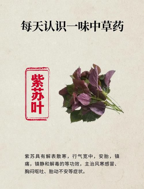 紫苏梗的功效与作用，紫苏叶的功效，紫苏梗的功效与作用性味归经？-第6张图片-优品飞百科