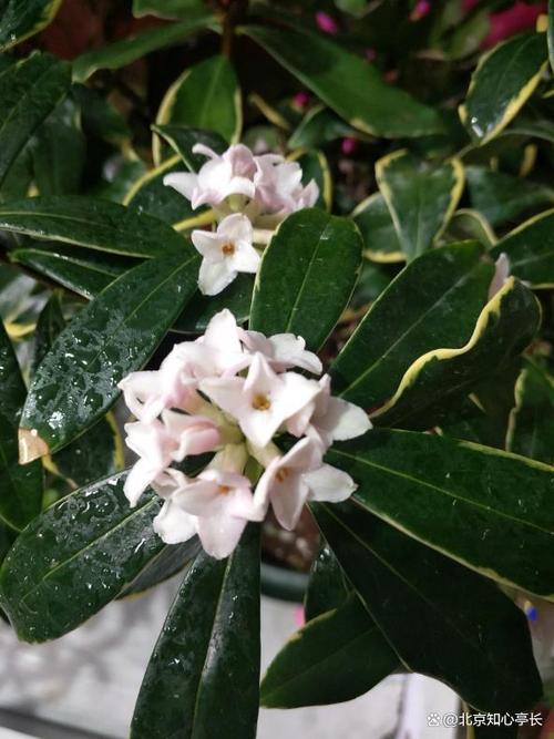 舟山适合养什么花，市花和市树是什么？舟山适合种什么花？