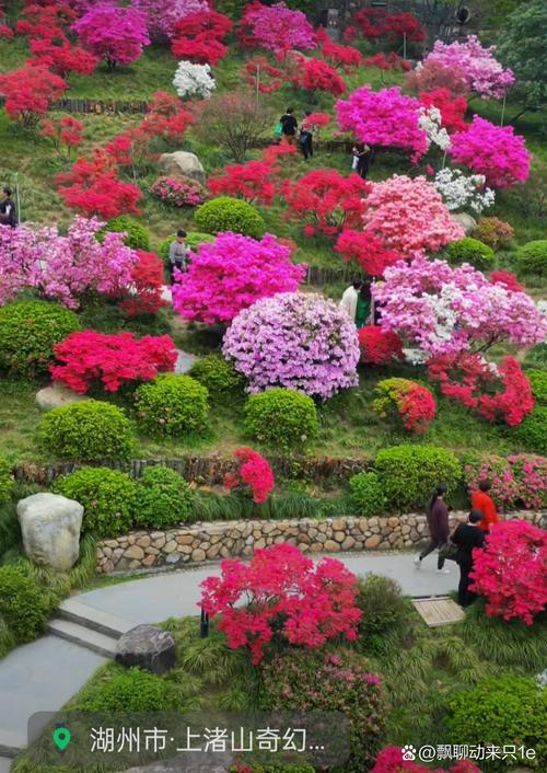 舟山适合养什么花，市花和市树是什么？舟山适合种什么花？-第2张图片-优品飞百科