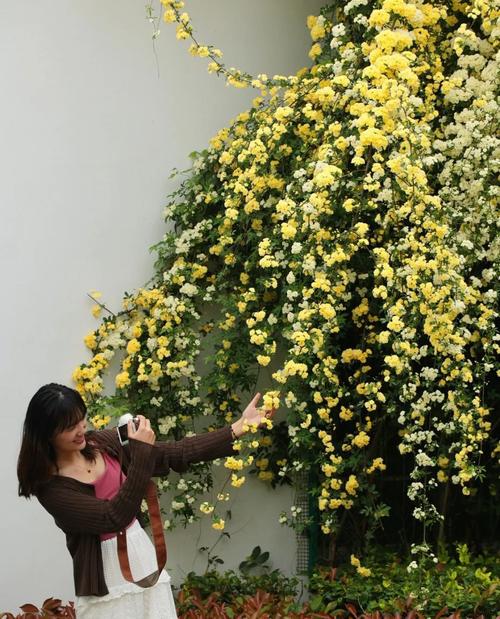 舟山适合养什么花，市花和市树是什么？舟山适合种什么花？-第3张图片-优品飞百科