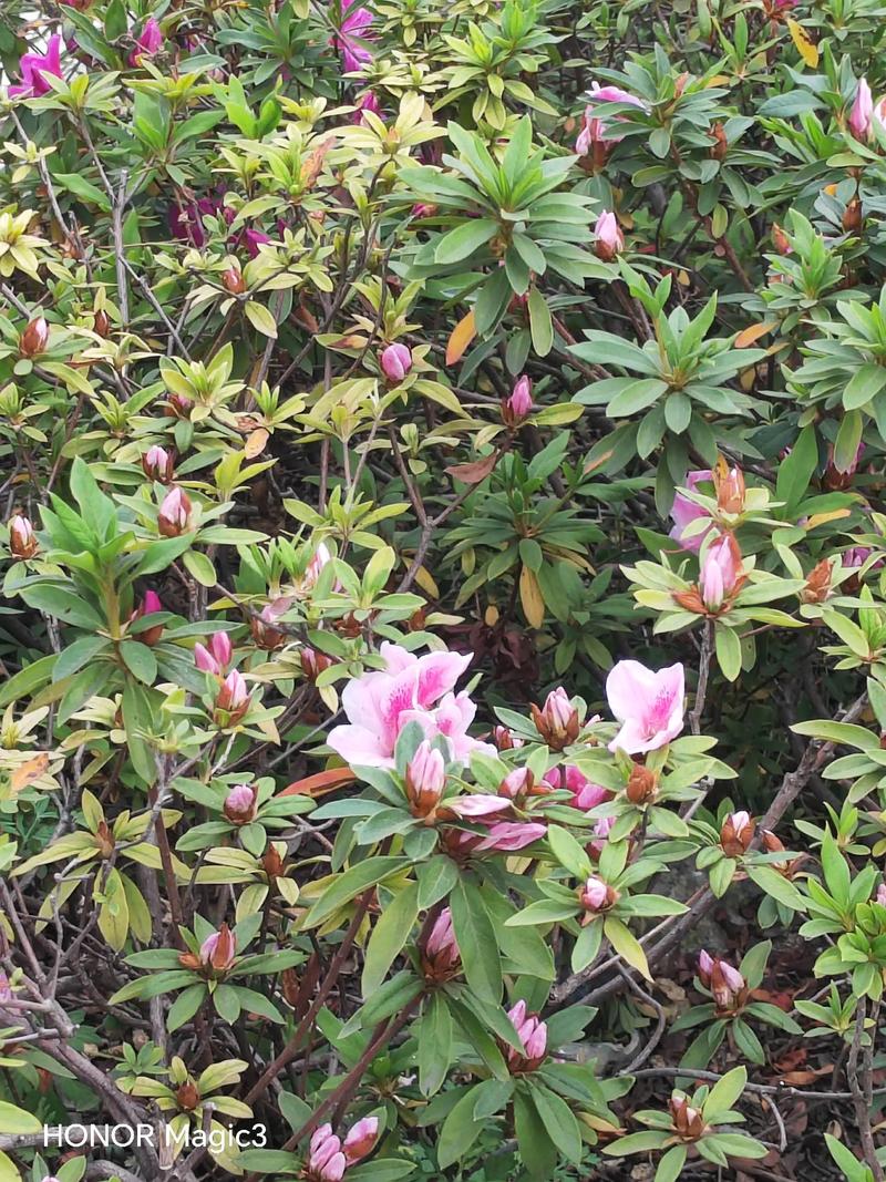 舟山适合养什么花，市花和市树是什么？舟山适合种什么花？-第5张图片-优品飞百科