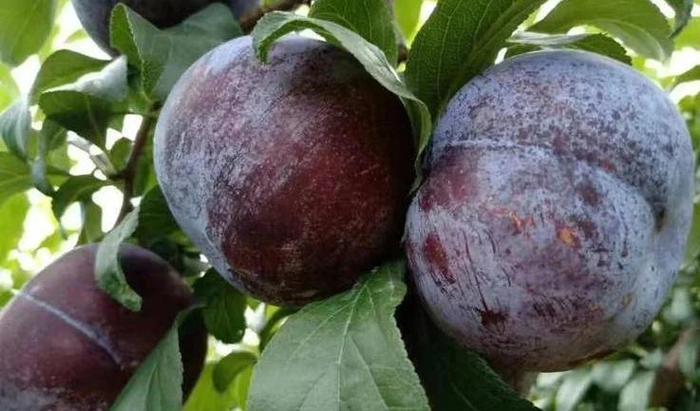 黑布林的功效与作用，黑布林的功效与作用减脂？-第1张图片-优品飞百科