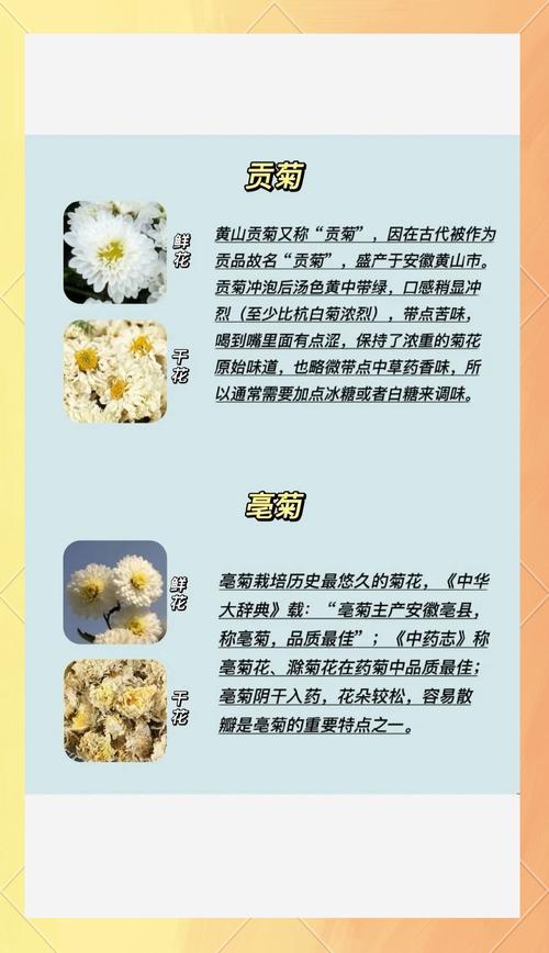 菊花的功效与作用，菊花和枸杞一起泡的功效与作用-第2张图片-优品飞百科